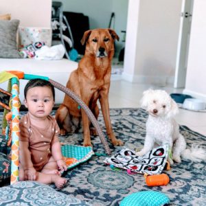 A baby sits on a patterned rug next to a brown dog and a small white dog in a cozy living room, surrounded by colorful baby toys and a play mat.